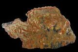 Vibrantly Colored, Polished Petrified Wood Section - Arizona #113375-1